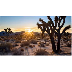Joshua Tree During Sunset PNG 06262024