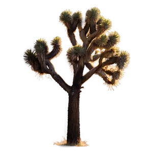 Joshua Tree In Foggy Morning Png Aqk19 PNG image