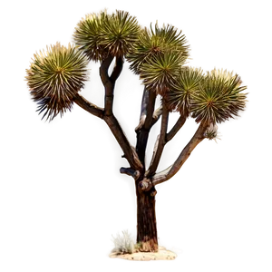 Joshua Tree In Vintage Filter PNG 97