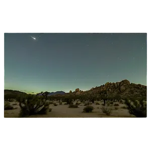 Joshua Tree Under Moonlight PNG 45
