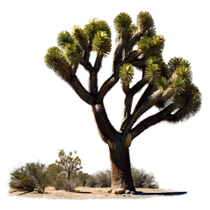 Joshua Tree Under Moonlight Png Hkd40 PNG image