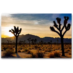Joshua Tree With Desert Sunset PNG 06262024