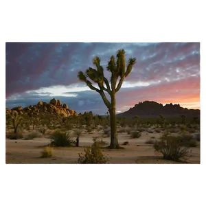Joshua Tree With Desert Sunset PNG 85