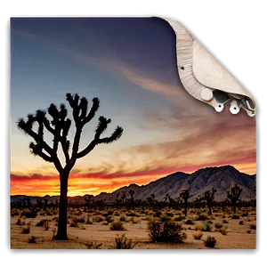 Joshua Tree With Desert Sunset PNG Iqy10 PNG