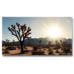 Joshua Tree With Sun Flare PNG Sdp76 PNG