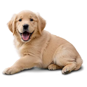 Joyful Golden Retriever Puppy Png Doh57 PNG image