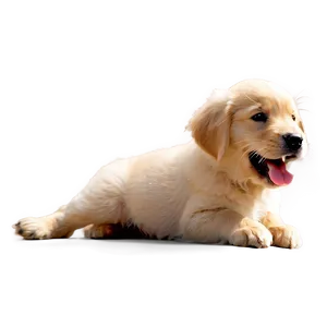 Joyful Golden Retriever Puppy Png Hou PNG image