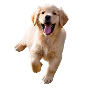 Joyful Golden Retriever Puppy PNG Xou PNG