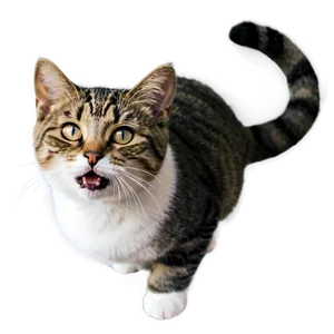 Joyful Kitty PNG 05232024