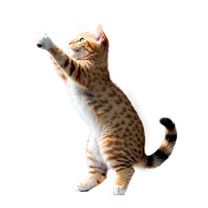 Joyful Kitty PNG Jqd21