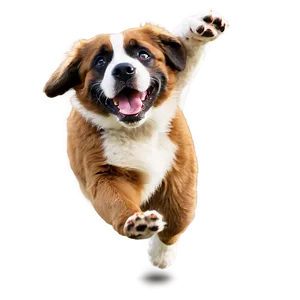 Joyful St Bernard Jump PNG 06292024 PNG