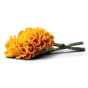 Jubilant Marigold Embrace PNG 06202024 PNG