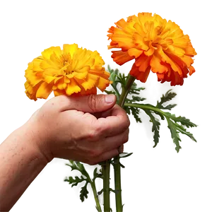 Jubilant Marigold Embrace PNG Avv PNG