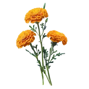 Jubilant Marigold Embrace PNG Udd PNG