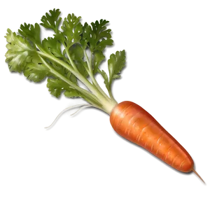 Juicy Carrot Png 88 PNG image