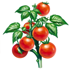 Juicy Tomato Plant Png 06212024 PNG image