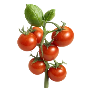 Juicy Tomato Plant Png Ewm PNG image