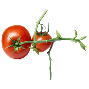 Juicy Tomato Png Upq36 PNG image