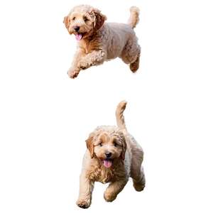 Jumping Goldendoodle PNG 06262024