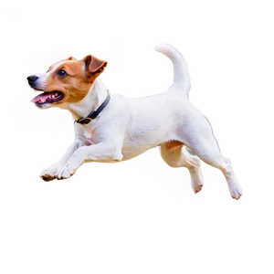 Jumping Jack Russell Terrier PNG Dow95 PNG