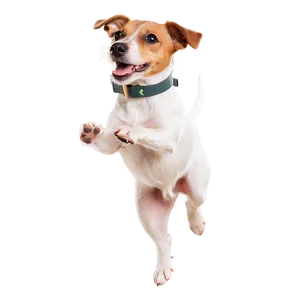 Jumping Jack Russell Terrier PNG Lte PNG