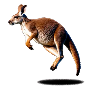 Jumping Kangaroo PNG 48
