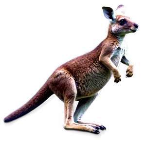Jumping Kangaroo PNG Hbk5