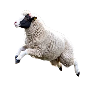 Jumping Sheep PNG 69