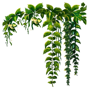 Jungle Forest Vines Clipart PNG 06262024 PNG