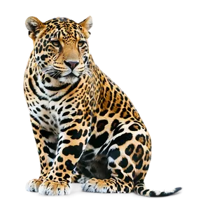 Jungle King Jaguar PNG Tyo