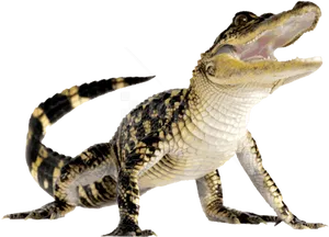 Juvenile Alligator Transparent Background PNG image