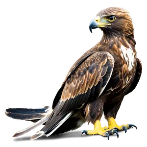 Juvenile Golden Eagle Png 06202024 PNG image