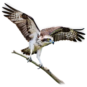 Juvenile Osprey Learning To Fly Png 06292024 PNG image