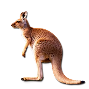 Kangaroo Tail PNG 06242024