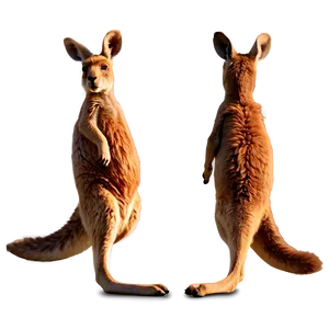 Kangaroo Tail PNG Rrp
