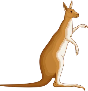 Kangaroo Vector Illustration