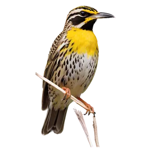 Kansas State Bird - Western Meadowlark Png 45 PNG image