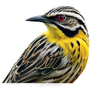 Kansas State Bird - Western Meadowlark PNG Tum11 PNG