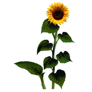 Kansas State Flower - Sunflower PNG 06202024