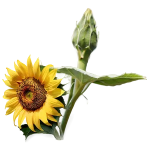 Kansas State Flower - Sunflower Png 78 PNG image