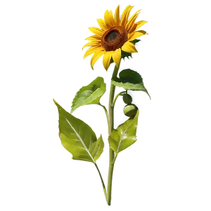 Kansas State Flower - Sunflower PNG Lxu20