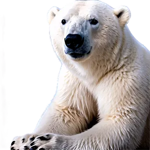 Kawaii Polar Bear PNG 31
