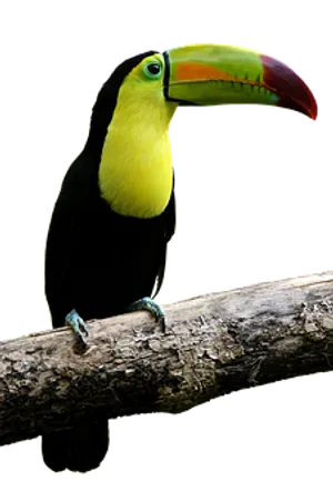 Keel Billed Toucan Perched