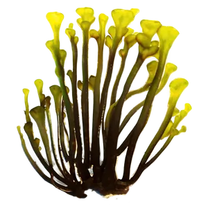 Kelp Forest Seaweed PNG Cna95