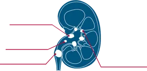 Kidney Anatomy Diagram PNG image