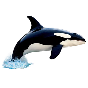 Killer Whale In Ocean Png 14 PNG image