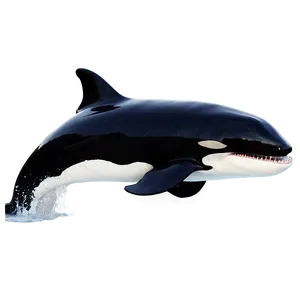 Killer Whale In Ocean Png Drk80 PNG image