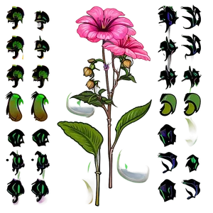 Kimilsungia Flower PNG Usk PNG