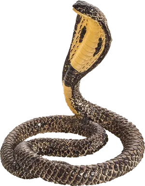 King Cobra Displaying Hood PNG image
