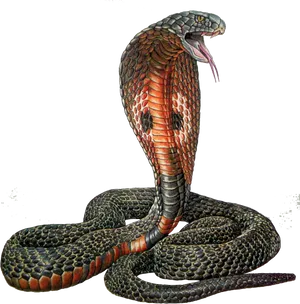 King Cobra Illustration PNG image